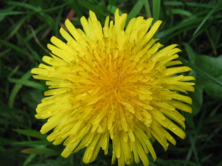  Image name: dente di leone3.jpg 
 width: 450 pixel 
 height: 337 pixel 
 Size: 35458 bytes 
 Click to enlarge 